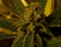 Amnesia 45 Jrs Flo  3