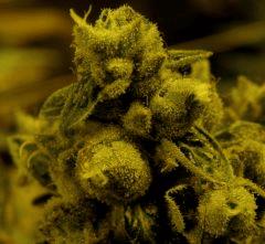 Sour Diesel 60 Jrs Flo  6