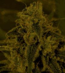 Amnesia 60 Jrs Flo  2