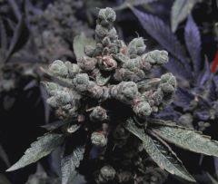 Sour Diesel 102 Jrs Flo  1