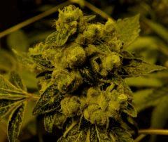 Sour Diesel 60 Jrs Flo  4