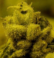 Sour Diesel  67 Jrs Flo  2