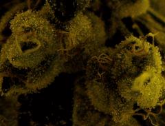 Sour Diesel 60 Jrs Flo  3