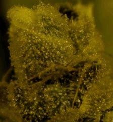 Sour Diesel 79 Jrs Flo  3