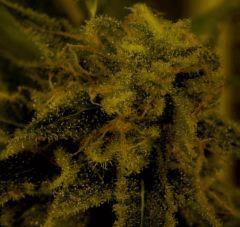 Amnesia 52 Jrs Flo  3