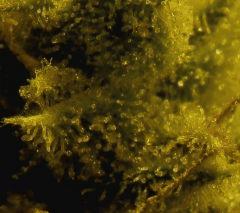 Amnesia 60 Jrs Flo  1