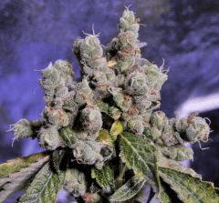 Sour Diesel - 97 jours de 12/12
