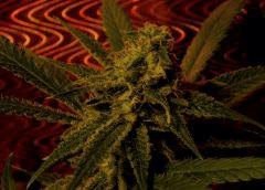 Amnesia 45 Jrs Flo  5