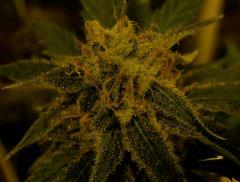 Amnesia 45 Jrs Flo  2