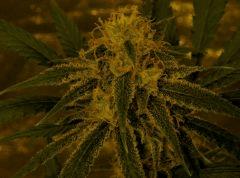 Amnesia 45 Jrs Flo  1