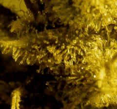 Amnesia  79 Jrs Flo  1