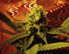 Amnesia 45 Jrs Flo  6