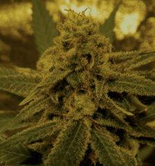 Amnesia  52 Jrs Flo  1