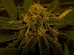 Amnesia 45 Jrs Flo  4