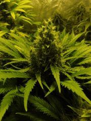 Utopia Haze