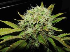 apex weedfi