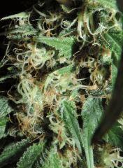 pistils