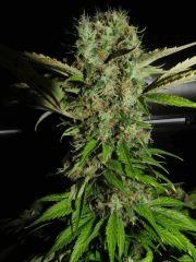 Apex weedfi