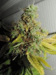 Buds WD