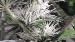 pistils