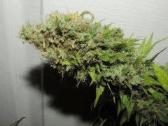 Bud WD
