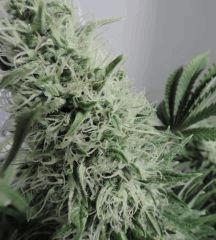 Bud