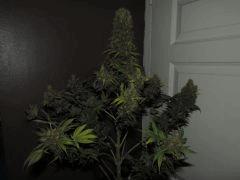 WeedFi