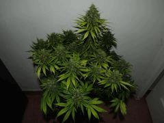 misswhite haut