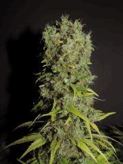 Apex Weedfi