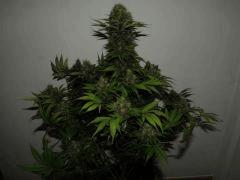 weedfi Vue basse