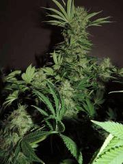 Weedfi