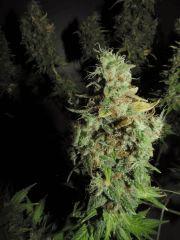 Bud MS
