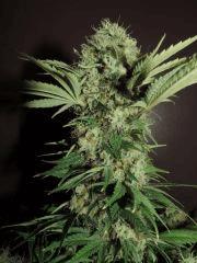 gros plan weedfi