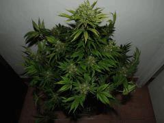 Weedfi haut