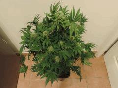 weedfi