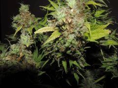 BUds WD  .