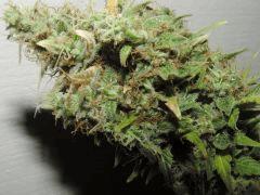 Bud MS .