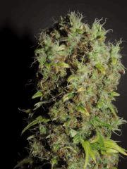 Gros plan apex Weedfi