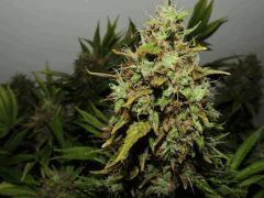 Flo+52 White diesel