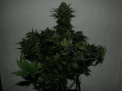 Weedfi face