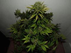 weedfi Vue haute