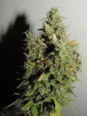 Buds MS