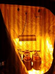 Bb2