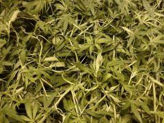 SuperSilverHaze F+14