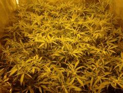SuperSilverHaze F+21