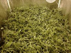 SuperSilverHaze F+14
