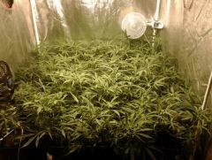 SuperSilverHaze F+21