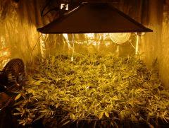 SuperSilverHaze F+14