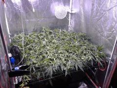 SuperSilverHaze F+4