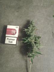 Cut One Bud SuperSilverHaze F+90